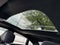 2025 Audi A5 Sportback Premium Plus 45 TFSI S line quattro S tronic
